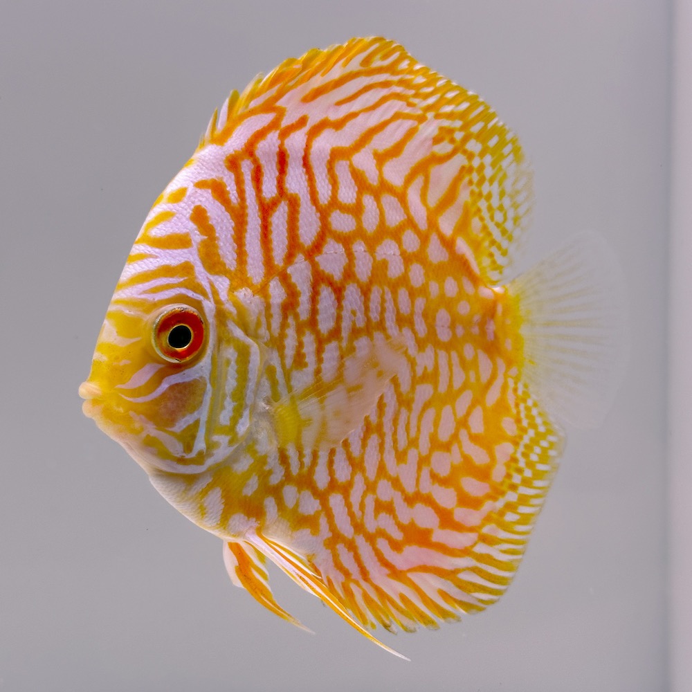 Golden Checkerboard