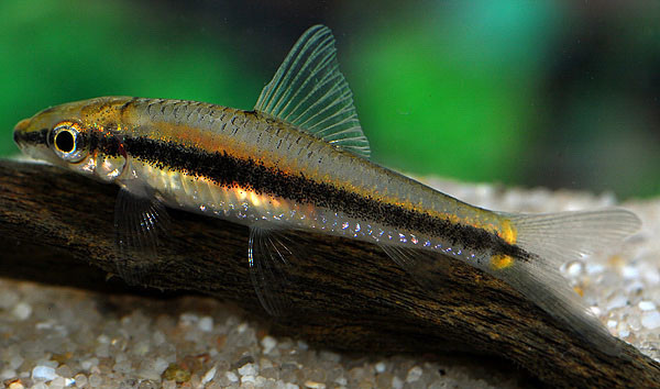 Rüsselbarbe Algenfresser (Crossocheilus oblongus)