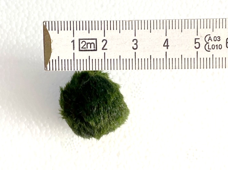 Mooskugeln / Größe M - ca. 2,5cm - 3cm ( Tischtennisball Größe )
