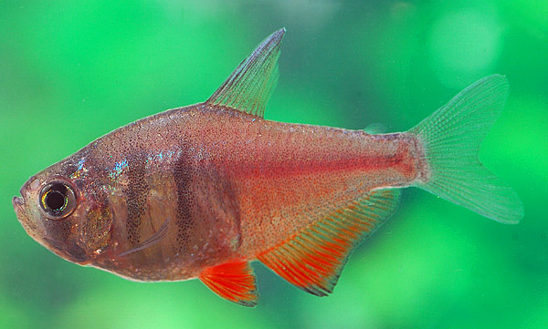 Roter von Rio Salmler (Hyphessobrycon flammeus)