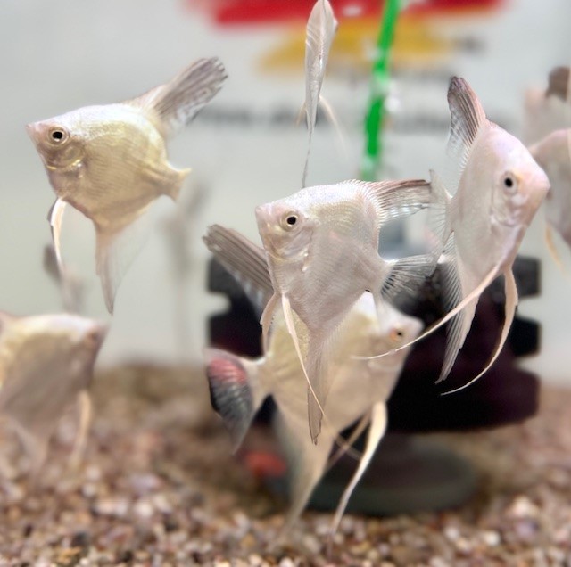 Platinum Seal Point Skalar 6-8cm (Pterophyllum scalare)