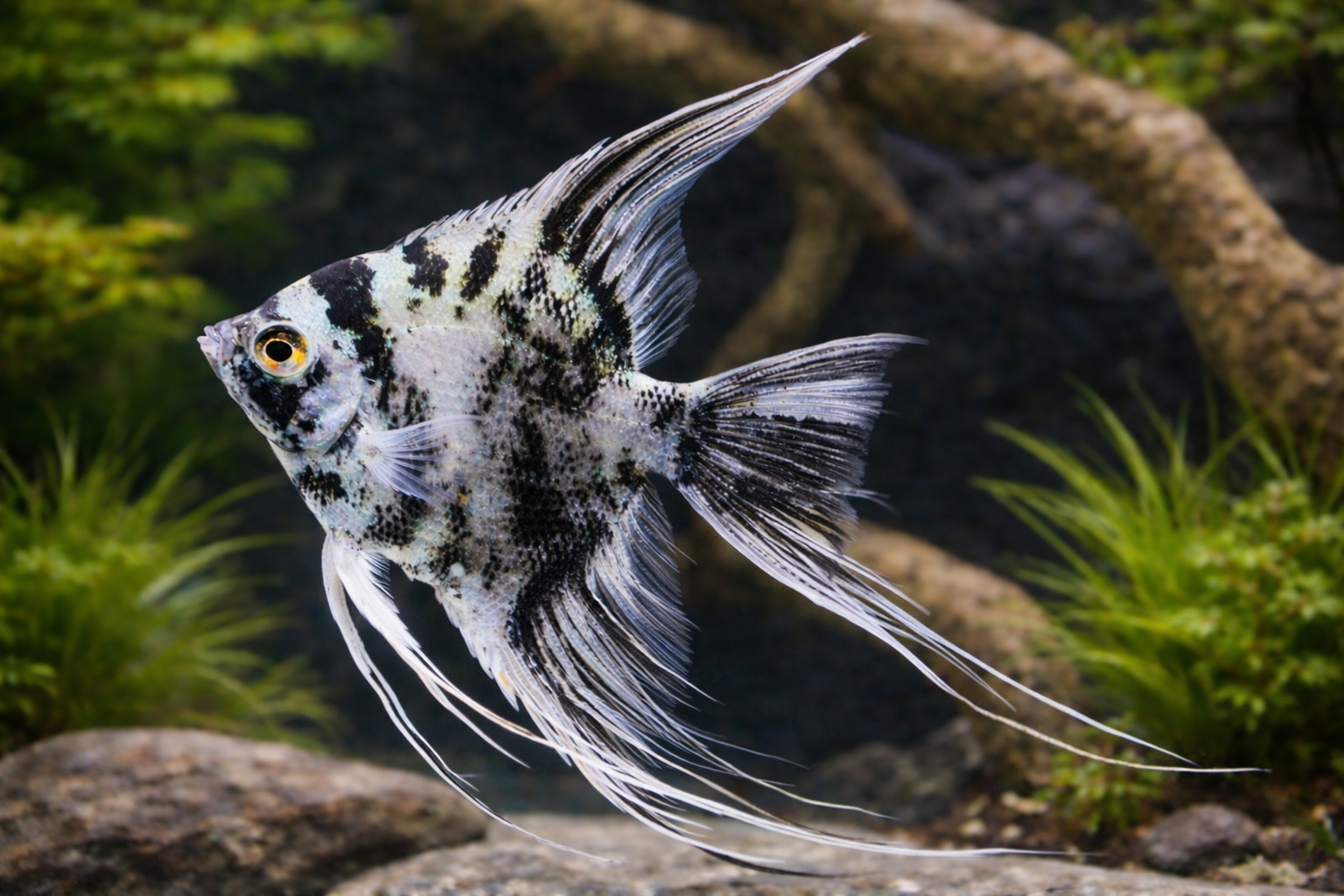 Marble Veiltail Skalar 6-8cm (Pterophyllum scalare)
