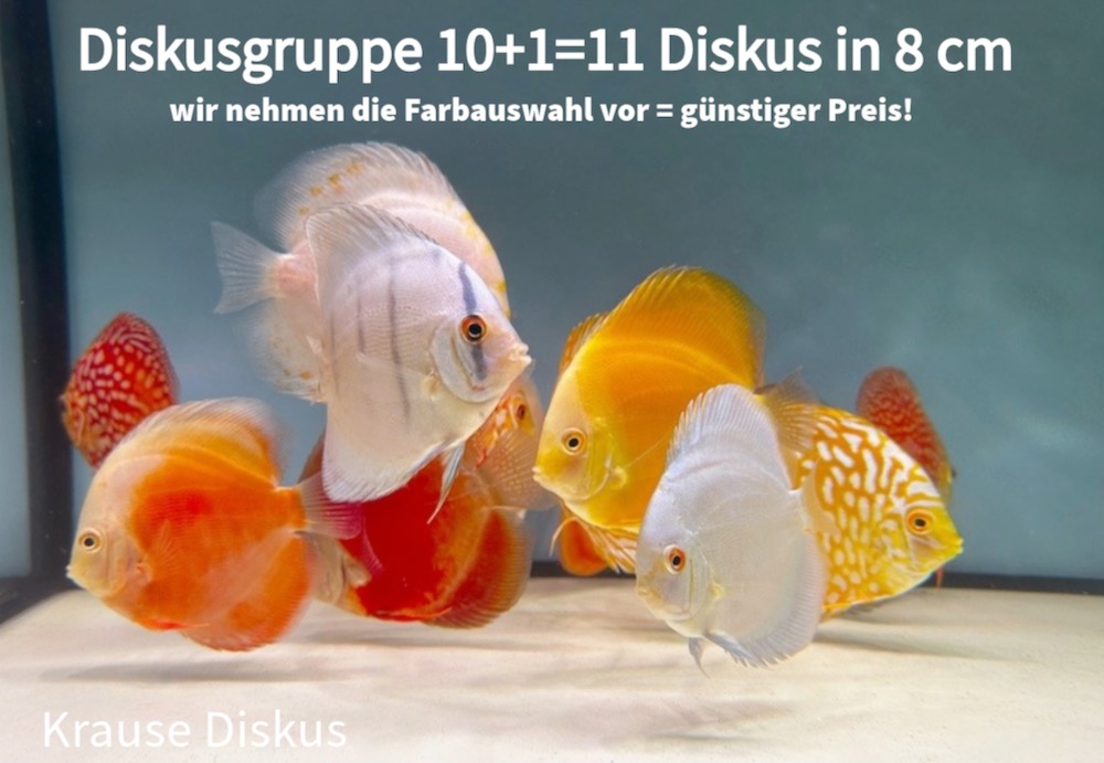 Diskus Sparset: 11 Diskus 8 cm Farbmix