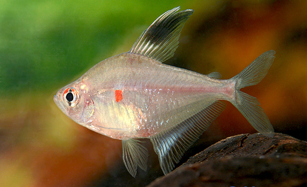 Fahnen Kirschflecksalmler (Hyphessobrycon erythrostigma)