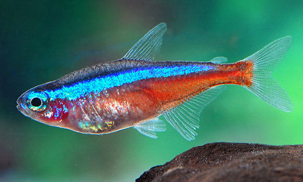 Roter Neon Salmler L (Paracheirodon axelrodi)