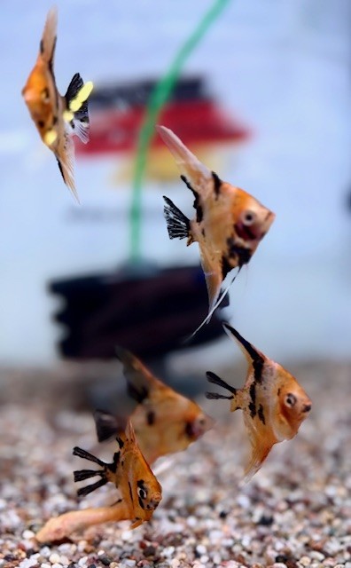 Red Devil Skalar 6-8 cm (Pterophyllum scalare)