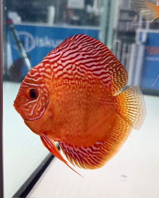Rot Türkis