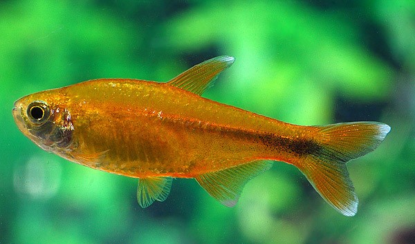 Kupfersalmler (Hasemania nana)