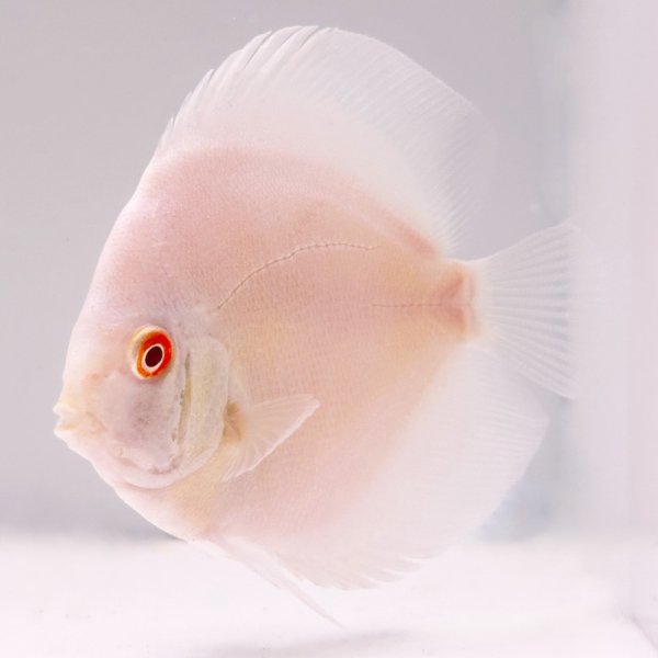 Albino Platinum Rarität 8 cm