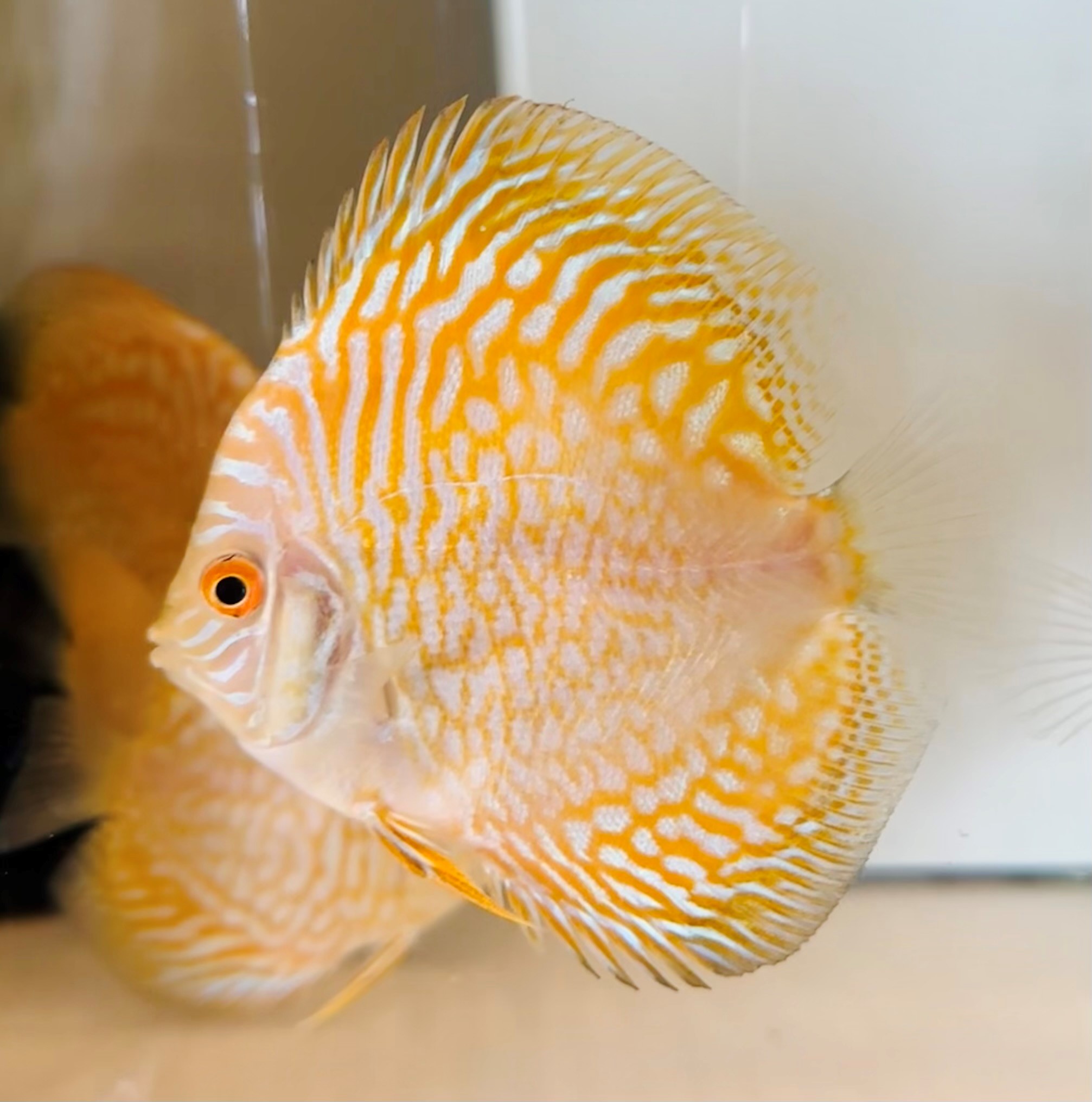 Golden Checkerboard