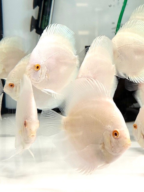 Albino Platinum Rarität 8 cm