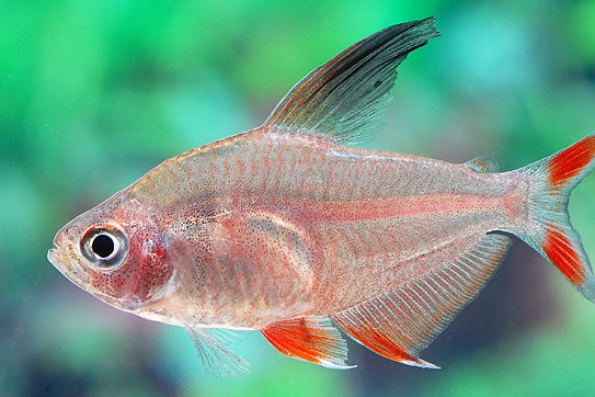 Schmucksalmler (Hyphessobrycon bentosi)