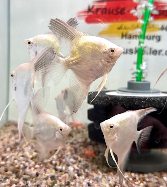 Platinum Seal Point Skalar 6-8cm (Pterophyllum scalare)