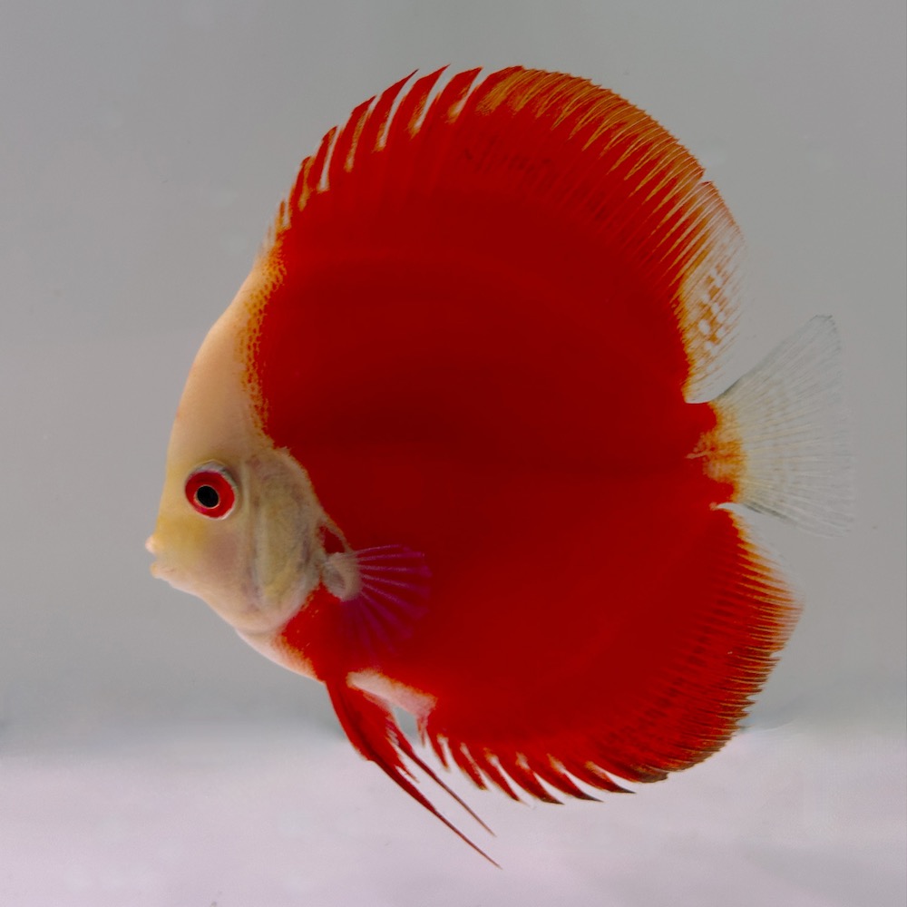 Red Melon