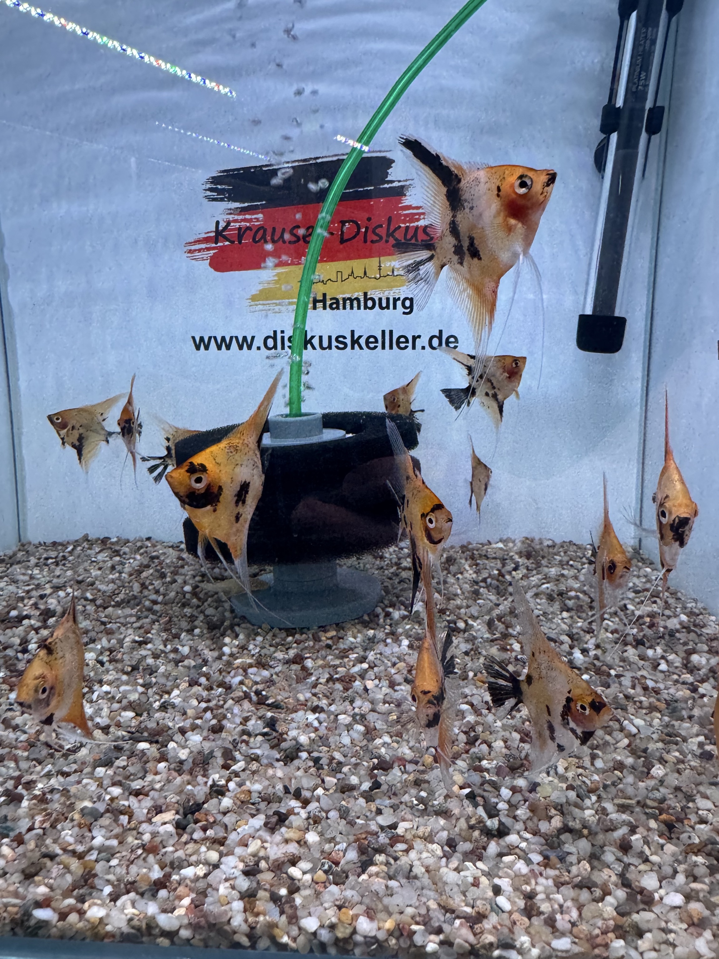 Red Devil Skalar 6-8 cm (Pterophyllum scalare)
