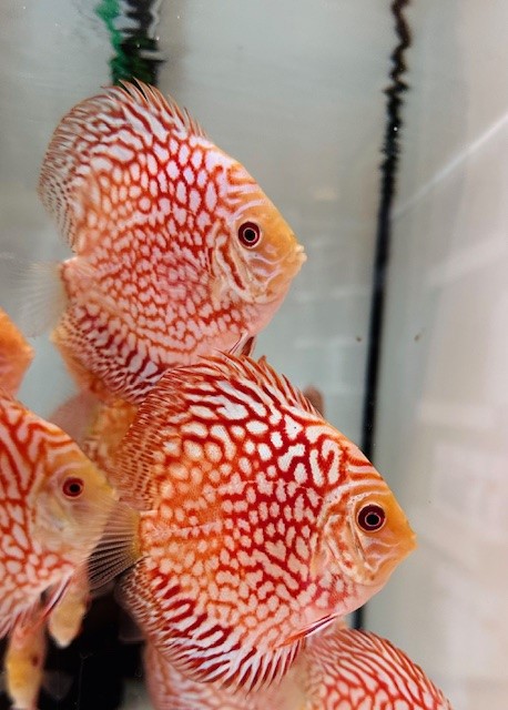 Red Checkerboard