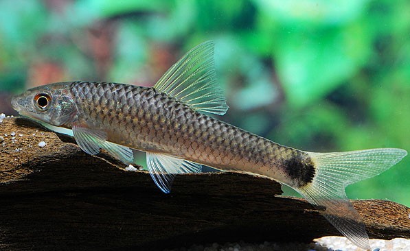 Netzpinselalgenfresser 4–6 cm (Crossocheilus reticulatus)