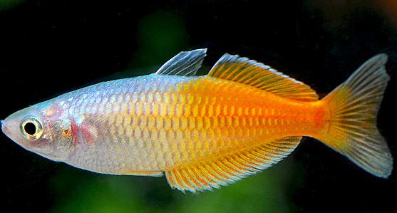 Boeseman´s Regenbogenfisch Rot (Melanotaenia boesemani)