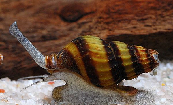 Raubschnecke Schneckenfresser (Anentome helena)