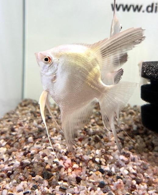Platinum Seal Point Skalar 6-8cm (Pterophyllum scalare)