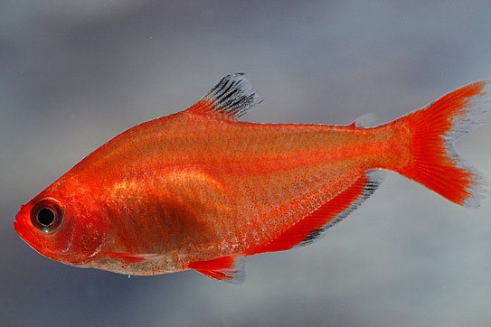 Blutsalmler (Hyphessobrycon minor)