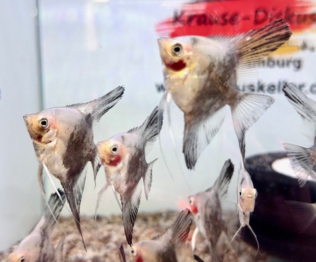 Chocolate Paraiba Skalar 6–8 cm (Pterophyllum scalare)