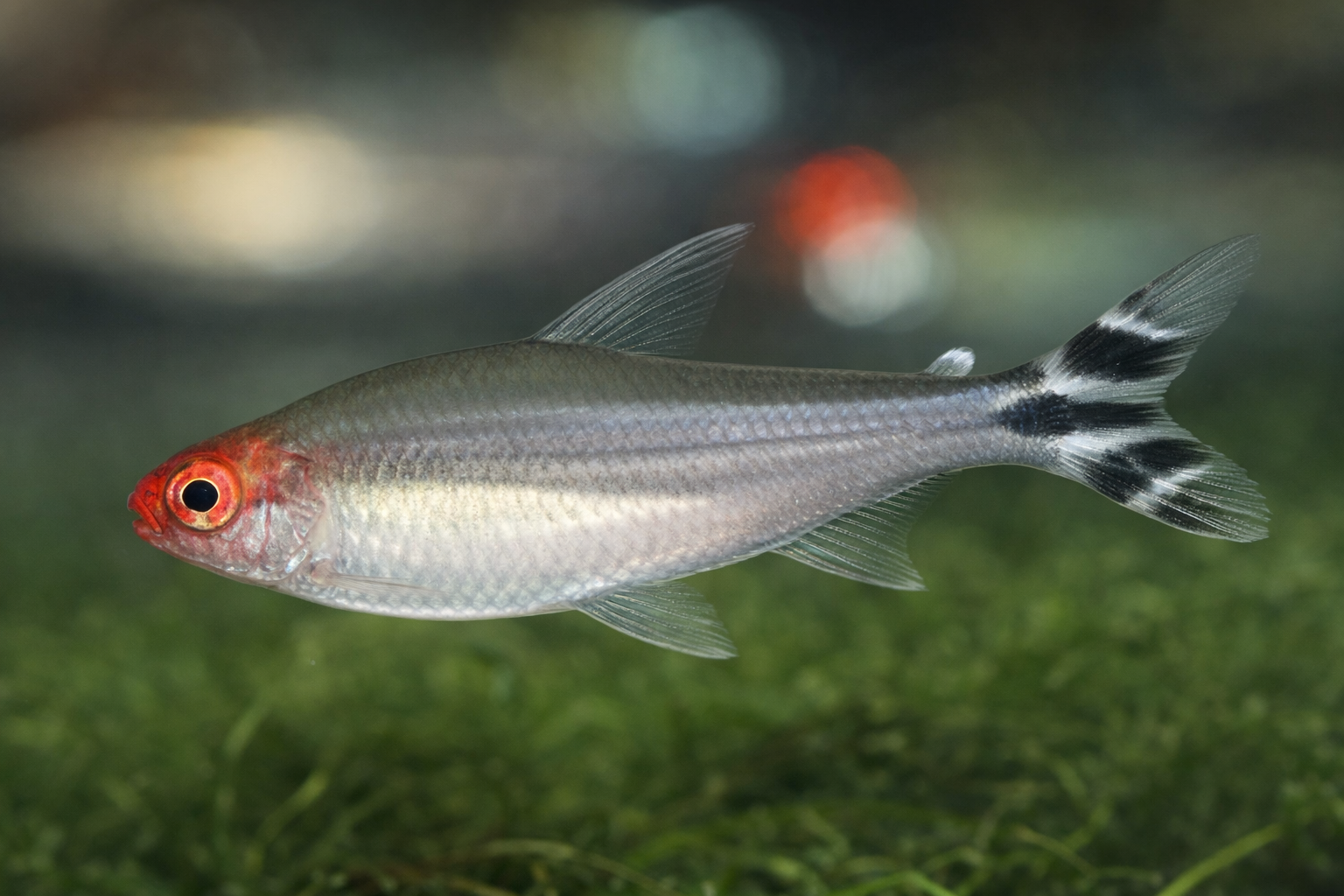 Rotkopfsalmler (Hemigrammus bleheri)