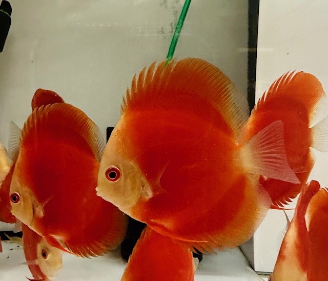 Red Melon