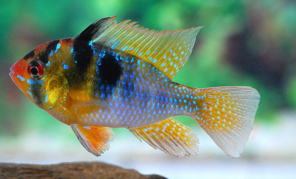1 Paar Schmetterlingsbuntbarsch Paar (Mikrogeophagus ramirezi)