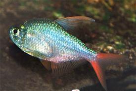Rotblauer Kolumbianer Salmler (Hyphessobrycon columbianus)
