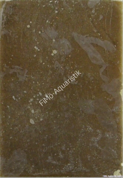 Moina (sehr kleine Wasserflöhe) 1 KG Flat Pak (Flachtafel)