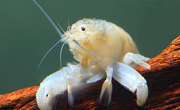 Gabun Riesenfächergarnele Blau 6–8 cm (Atya gabonensis)