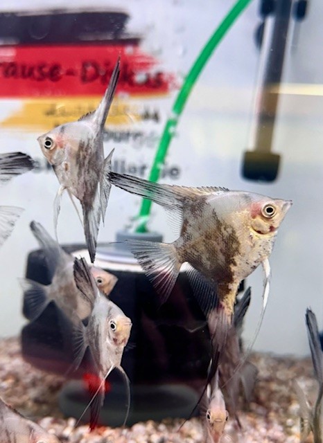 Chocolate Paraiba Skalar 6–8 cm (Pterophyllum scalare)