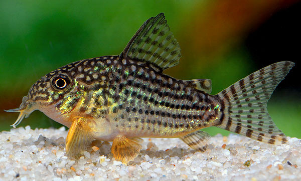 Orangeflossen Panzerwels 3–4 cm (Corydoras sterbai)