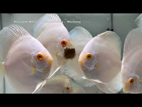 Albino Platinum Rarität 8 cm 